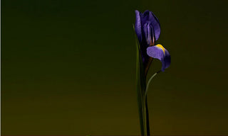 Iris Shot (EXTRAIT)