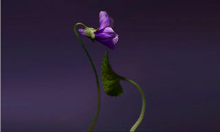 Violet Shot (EXTRAIT)
